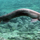 Illustration for article titled Terrifying Living Fossil Caught Off The Coast Of Australia